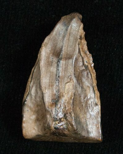 Large Triceratops Shed Tooth - #5694